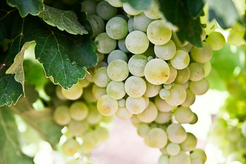 Photo "Personalized wine cellars - Tailored solutions for wine lovers"